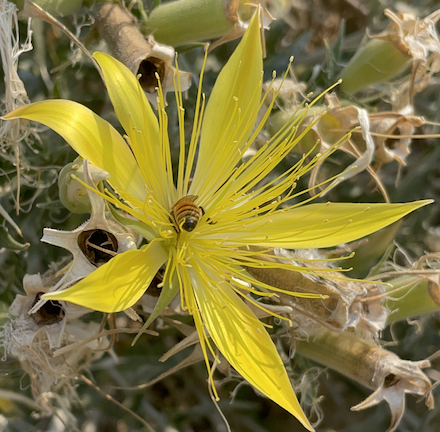 a bee butt in a flower
